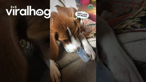 Leia the Beagle Playing a Snoot Flute || ViralHog
