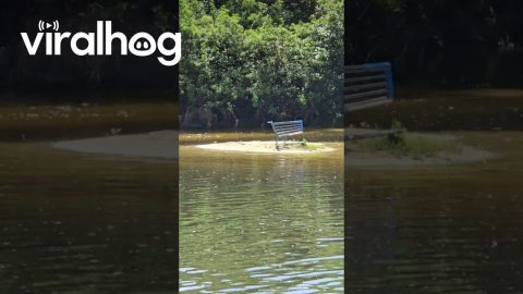 Random Sighting While Fishing || ViralHog