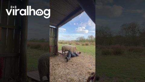 Sheep Daps Owner After Fake Rescue || ViralHog