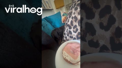 Sausage Dog Steals Slice of Ham || ViralHog