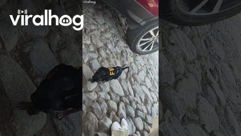 FBI Chihuahua || ViralHog