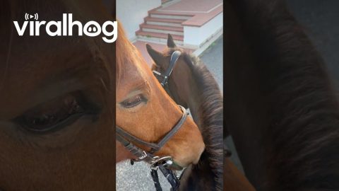Horse Lets the Intrusive Thoughts Win || ViralHog