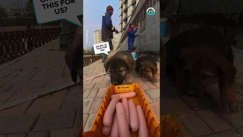 Feeding Puppies With A Toy Truck || ViralHog