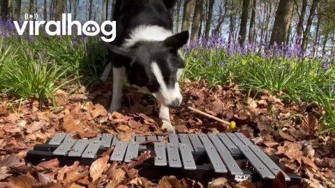Border Collie Plays Glockenspiel || ViralHog