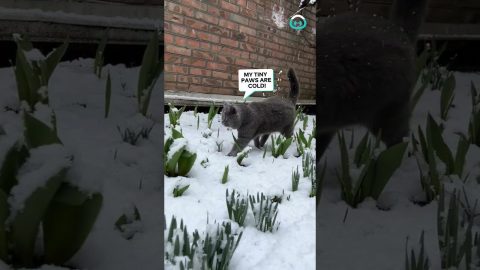 Cutest Cat Marvels At Snowfall || ViralHog
