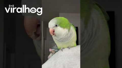 Parrot Sings the Baby Shark Song || ViralHog