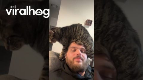 Guy Pets Cat's Belly With His Head || ViralHog
