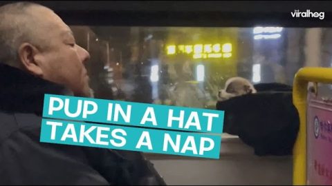 Pup Naps In A Hat On The Bus || ViralHog