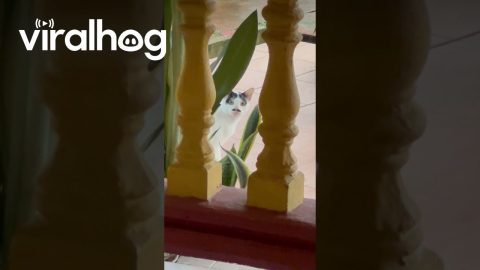 Mustachioed Cat Caught Peeking || ViralHog