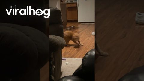Orange Cat Chases His Tail’s Shadow || ViralHog