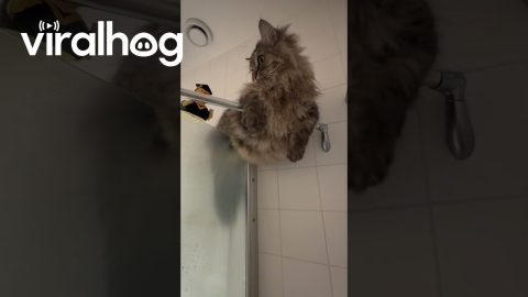 Clingy Cat Climbs onto Shower Door || ViralHog