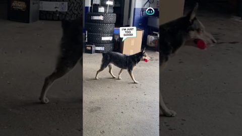 Hockey Baseball With Cattle Dog || ViralHog