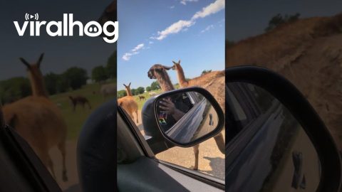 Greedy Llama Won't Let Car Pass || ViralHog