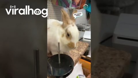 Bunny Knocks Down Everything || ViralHog