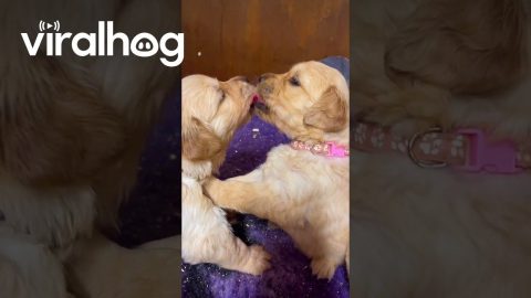 Golden Puppies Share Tongues || ViralHog
