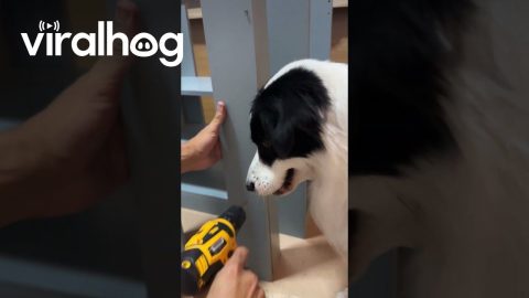 Dog Unsure About Furniture Assembly || ViralHog