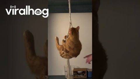 Cat Makes Like a Wrecking Ball || ViralHog