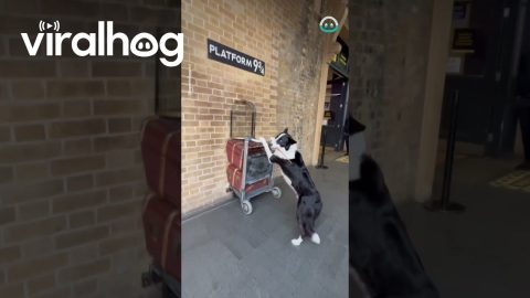 Magic Border Collie Poses At Platform 9/3 || ViralHog