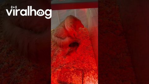 Cat Joins Chicks Inside Incubator || ViralHog