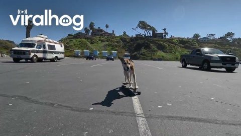 Senior Dog Still Loves Skateboarding || ViralHog