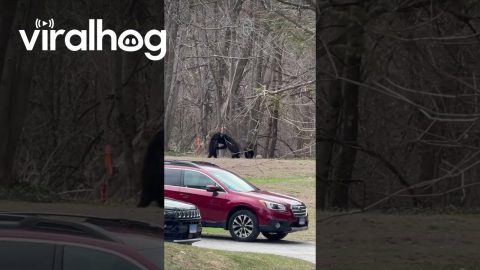 Bear Cubs Play in Connecticut Backyard || ViralHog