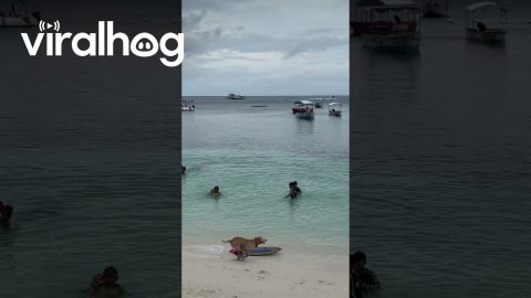 Dog Surfs On Alona Beach || ViralHog