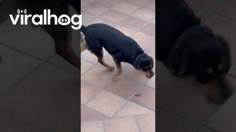 Dog Roughhouses With Grasshopper || ViralHog
