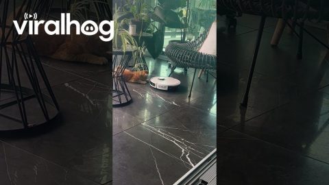 Orange Cat Helps Vacuum Clean || ViralHog