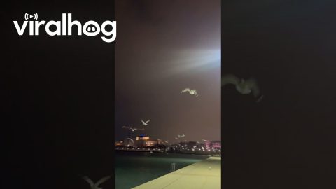 Man Surrounded By Birds on Late Night Walk || ViralHog