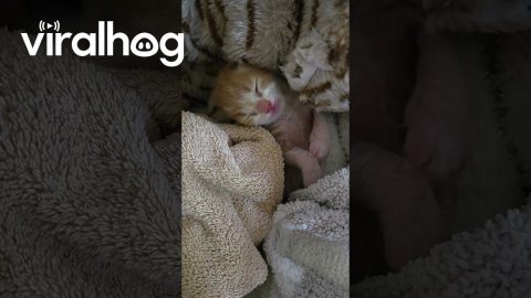 Seven Day Old Kitten Waking Up || ViralHog