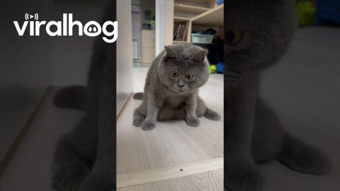 Cat Sees Something Strange || ViralHog