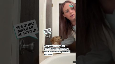 Puppy Stays Still For Pretend Makeover || ViralHog