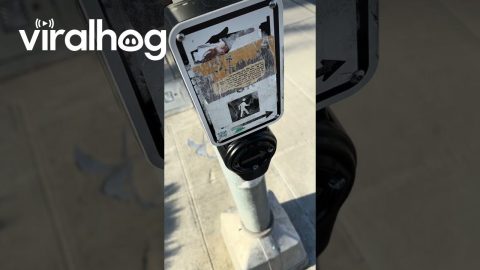 Bezos Impersonator Hacks Crosswalks in Seattle's U District || ViralHog