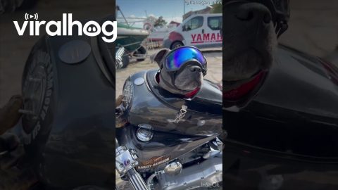 Dog Excited For Motorcycle Ride || ViralHog