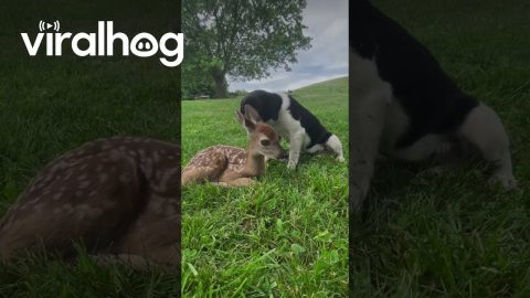 Pup and Fawn Become Friends || ViralHog