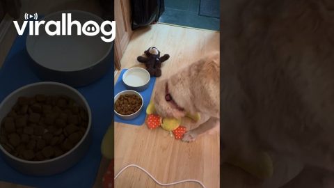 Dog Shares Breakfast With Stuffed Duck Toy || ViralHog