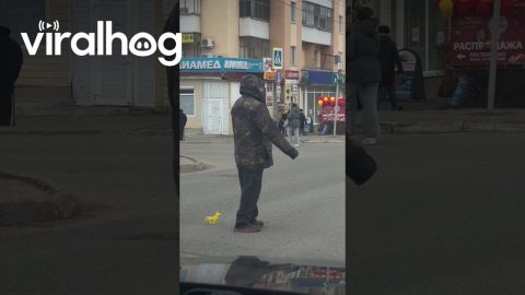 Man With Toy Dog at Crosswalk || ViralHog