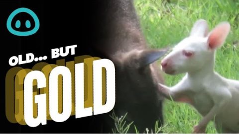 Albino Wallaby Joey Tries to Climb Into Pouch || ViralHog