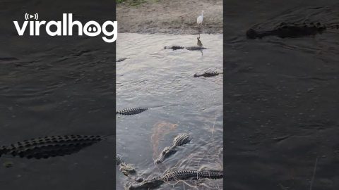 Congregation of Alligators Near La Chua Trail || ViralHog