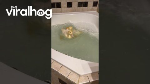 Ducks Splash Around During First Tub Swim || ViralHog