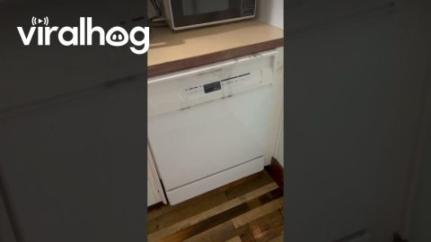 Malfunctioning Dishwasher Shorts Electrical || ViralHog