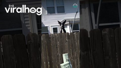 Great Dane Jumps On Trampoline To Greet Neighbours || ViralHog
