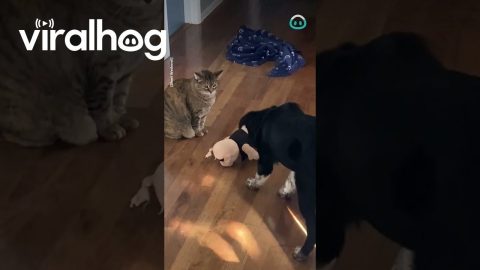 Bully Cat Won't Let Dog Get His Toy Back || ViralHog