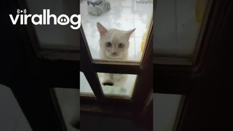 Cat Paws At Door To Be Let Inside || ViralHog