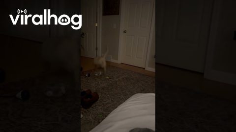 Goofus the Cat Does a Backflip || ViralHog
