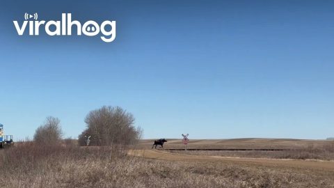 Canadian Moose Runs From Train || ViralHog