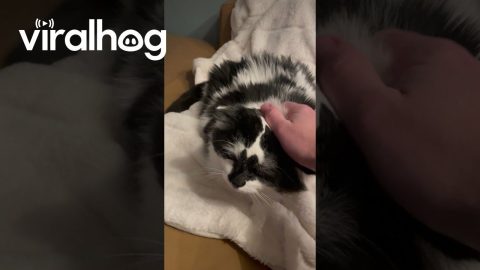 I’ve Never Heard a Purr Like This || ViralHog