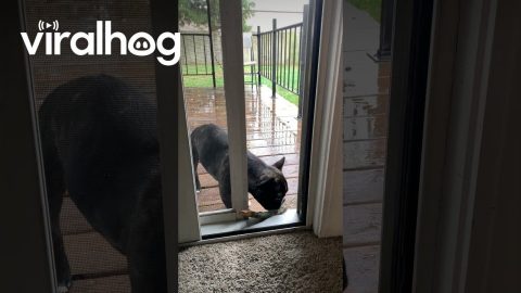 French Bulldog Determined To Get Stick Inside House || ViralHog