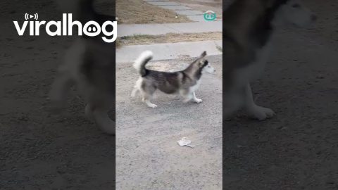 Miniature Husky Reveal || ViralHog