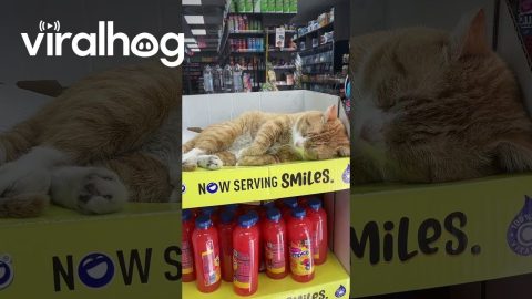 Bodega Cat Sleeps Soundly || ViralHog